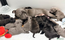 Staffordshire Bull Terrier dogs for sale: Staffordshire bull Terrier CHAMPION BLOODLINE  - Image 3