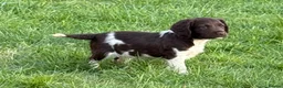 English Springer Spaniel dogs for sale: Stunning working springers  in Solihull - Advert 6