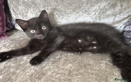 Mixed Breed cats for sale: Male black cat looking for forever home - Image 1