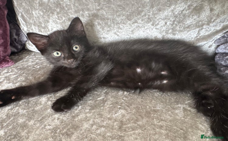 Mixed Breed cats - Advert 6