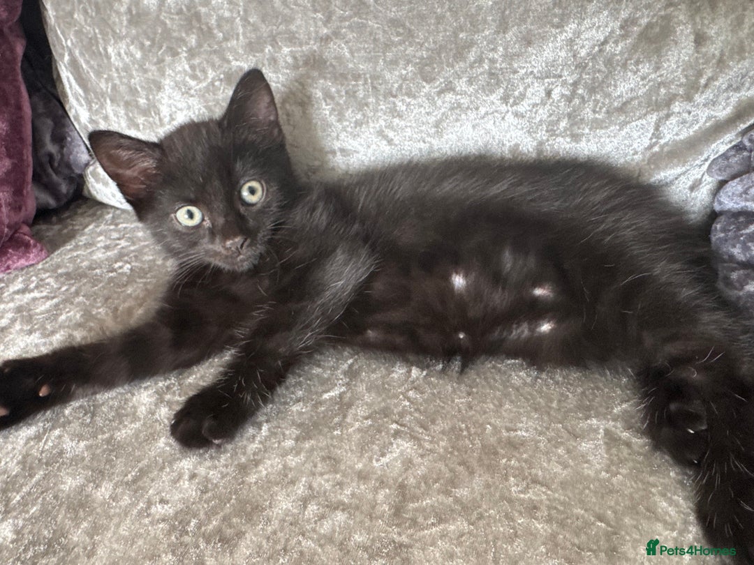 Mixed Breed cats for sale: Male black cat looking for forever home - Image 1