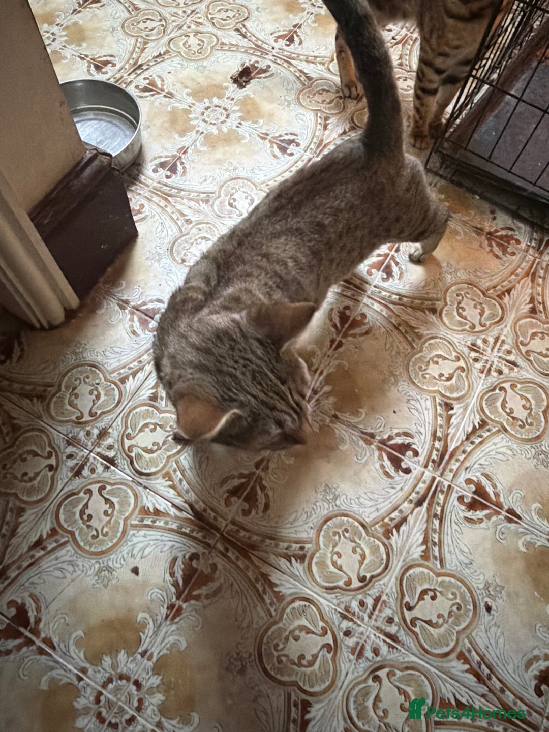 Egyptian Mau cats for sale: Stunning queen egyptian mau active - Advert 3