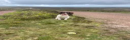 English Springer Spaniel dogs for sale: 9 month old female springer spaniel puppy - Advert 3