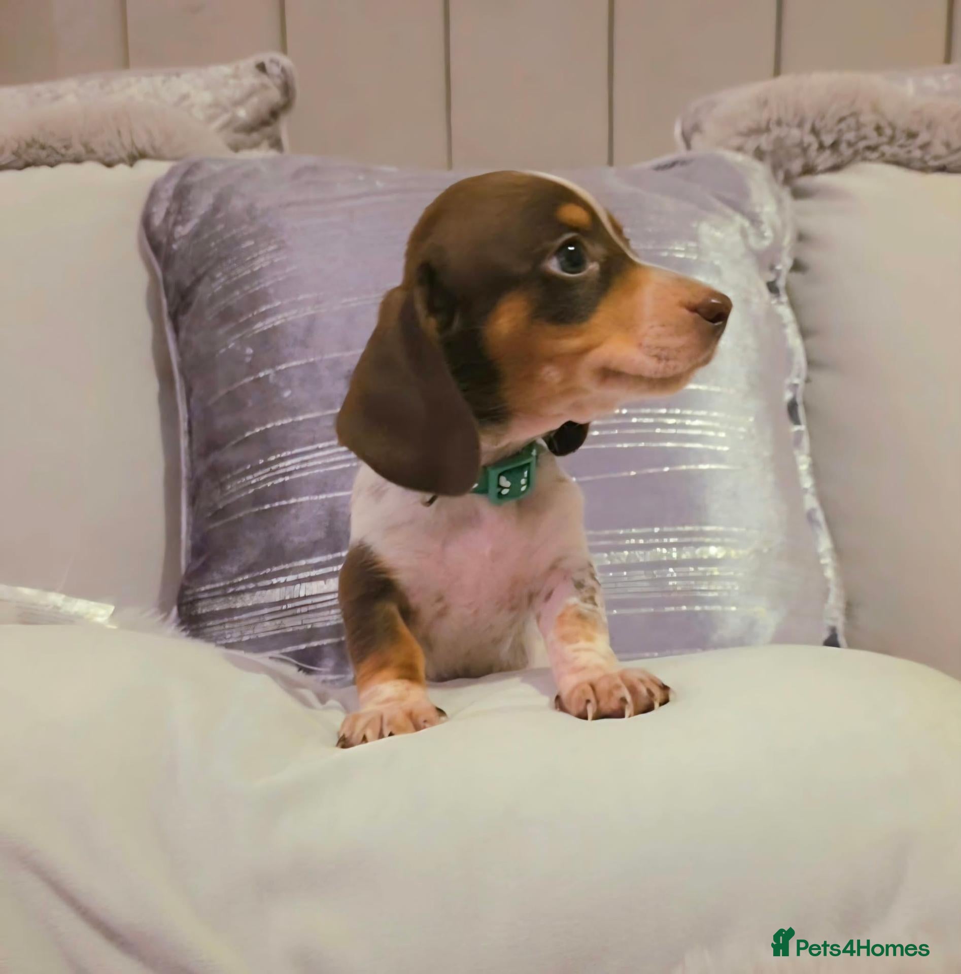 Miniature Dachshund dogs 🐶 Tiny minature dachshund puppies 🐶  - Advert 2