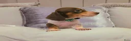 Miniature Dachshund dogs for sale: 🐶 Tiny minature dachshund puppies 🐶  - Advert 11