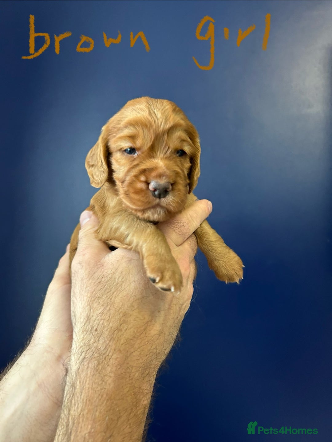 Cocker Spaniel dogs for sale: working cocker spaniel puppies - Image 4