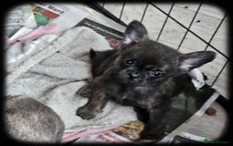 French Bulldog dogs for sale: Beautiful French Bulldogs  - Image 14
