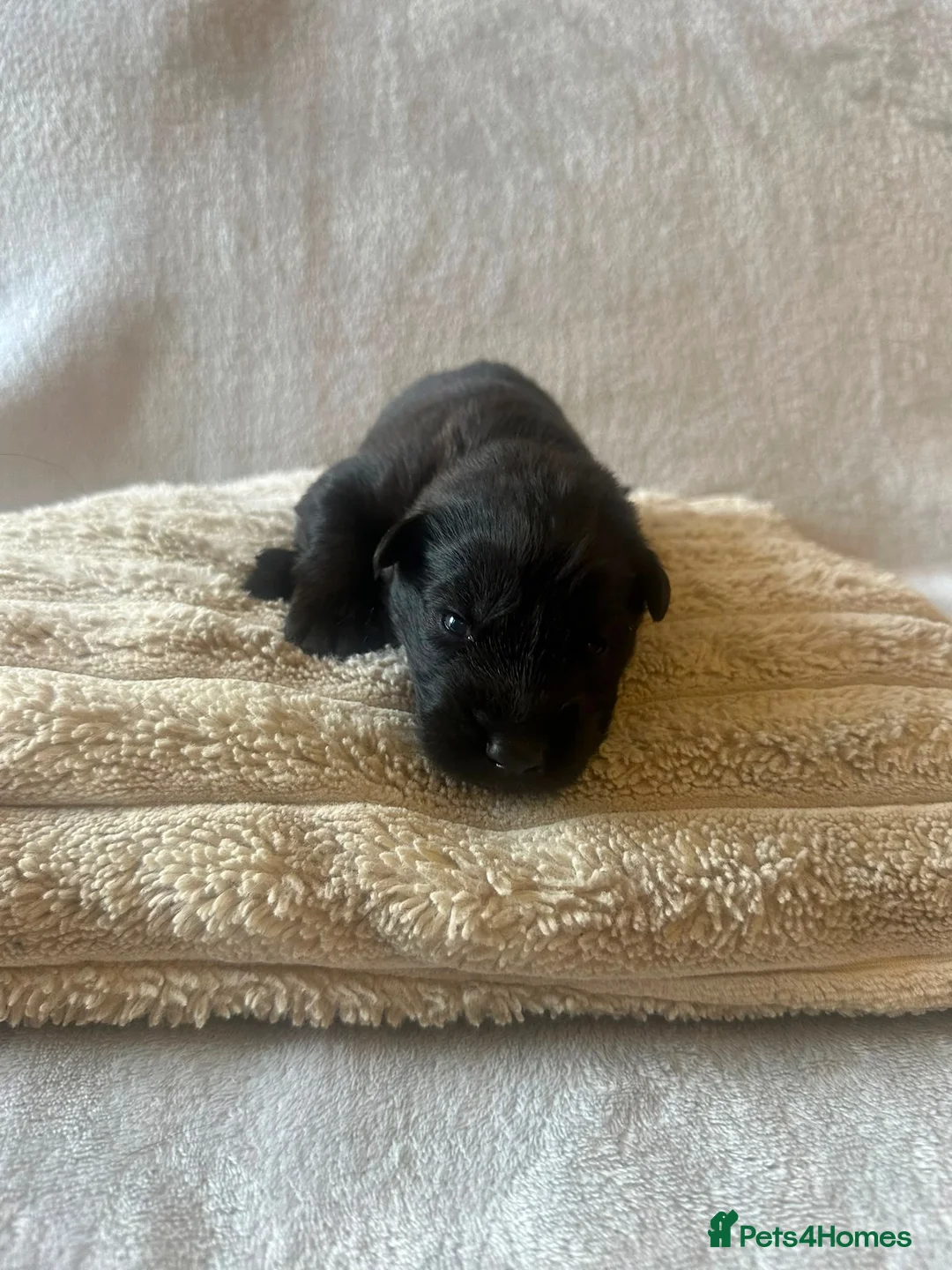 German Shepherd dogs for sale: 11 beautiful German shepherd puppies  in Ipswich - Advert 2