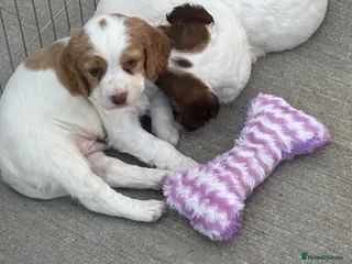 Cocker Spaniel dogs 3x Beautiful Working Cocker Spaniels - Advert 1