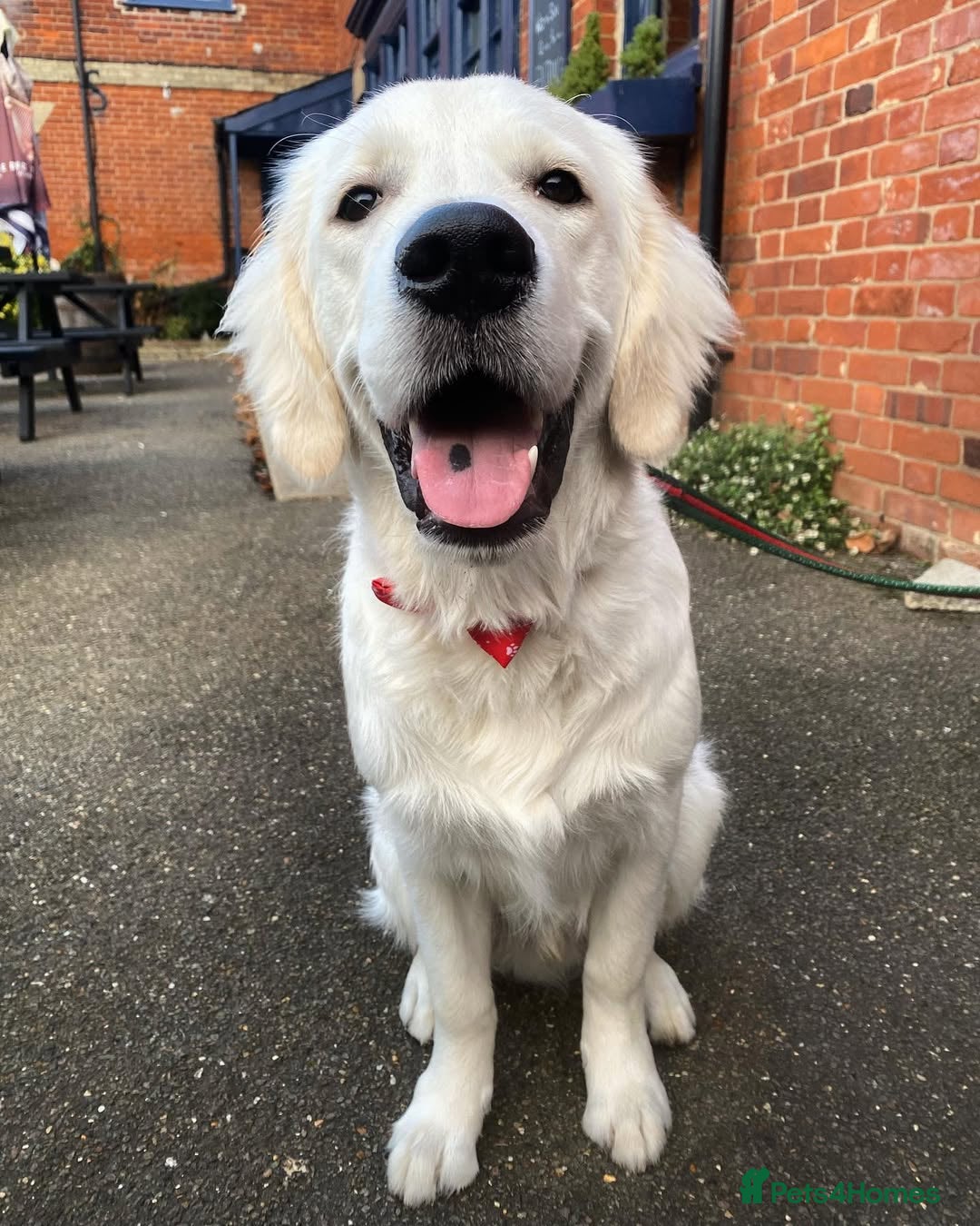 Golden Retriever dogs for sale: Looking for a Loving Home for Our Golden Retriever - Advert 2
