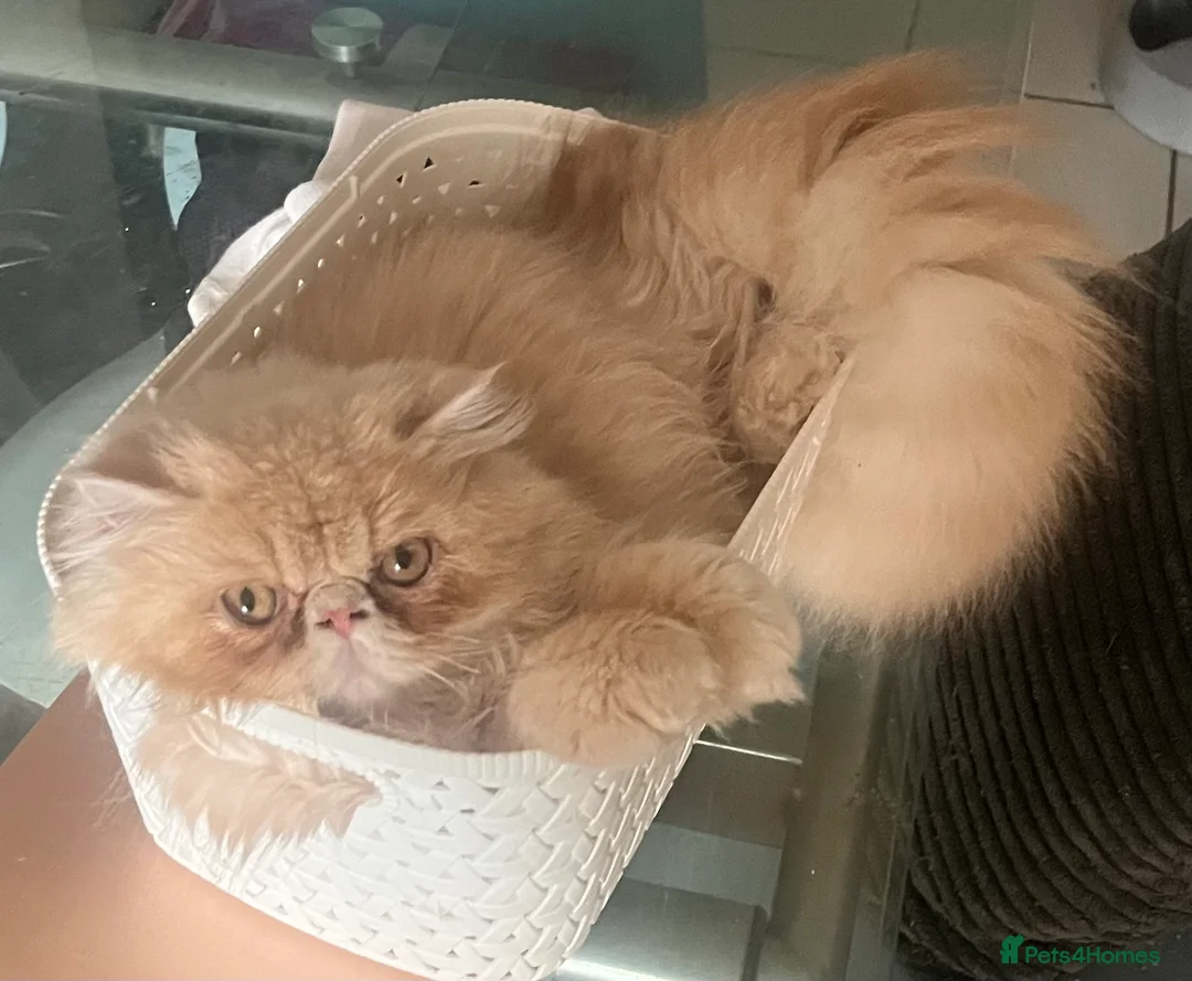 Exotic cats for sale: RESERVED CHUNKY SHOW QUALITY MALE - Advert 1