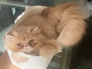 Exotic cats CHUNKY SHOW QUALITY MALE - Advert 5