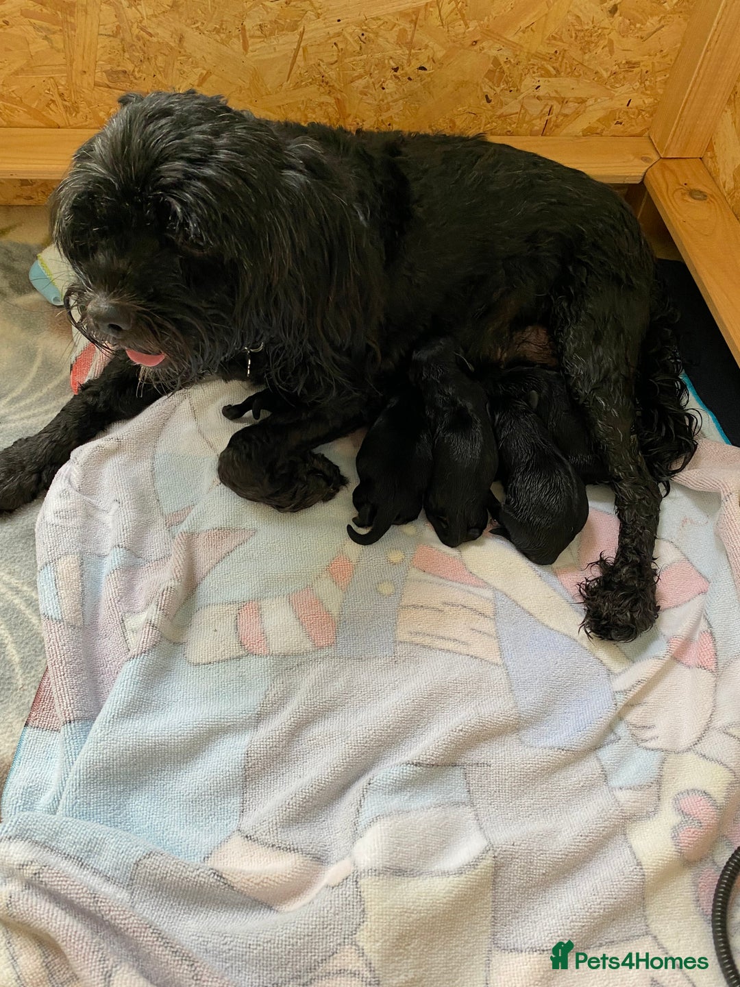Mixed Breed dogs for sale: Cavapoo puppies - Image 4