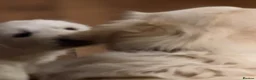 Golden Retriever dogs for sale: Stunning golden retrievers - Advert 7