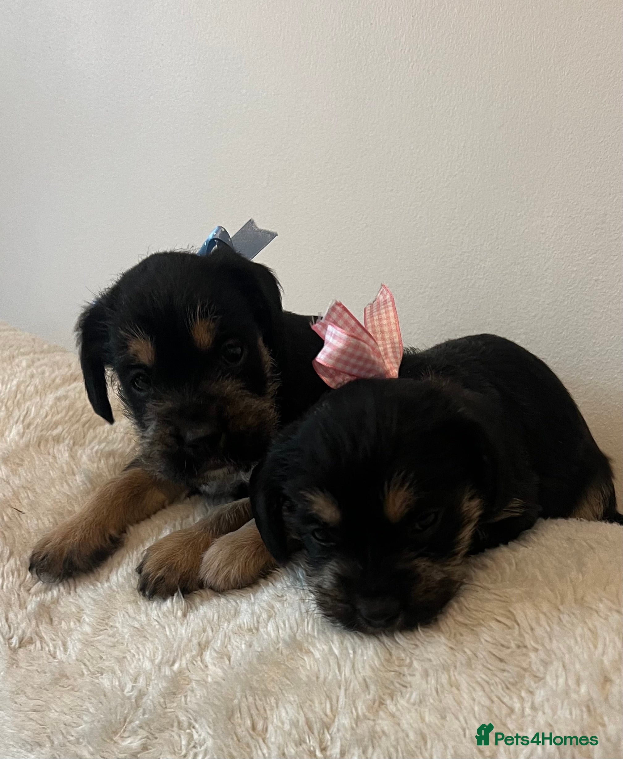 Mixed Breed dogs SCHNAVALIER PUPPIES  - Advert 9