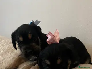 Mixed Breed dogs SCHNAVALIER PUPPIES - Advert 9