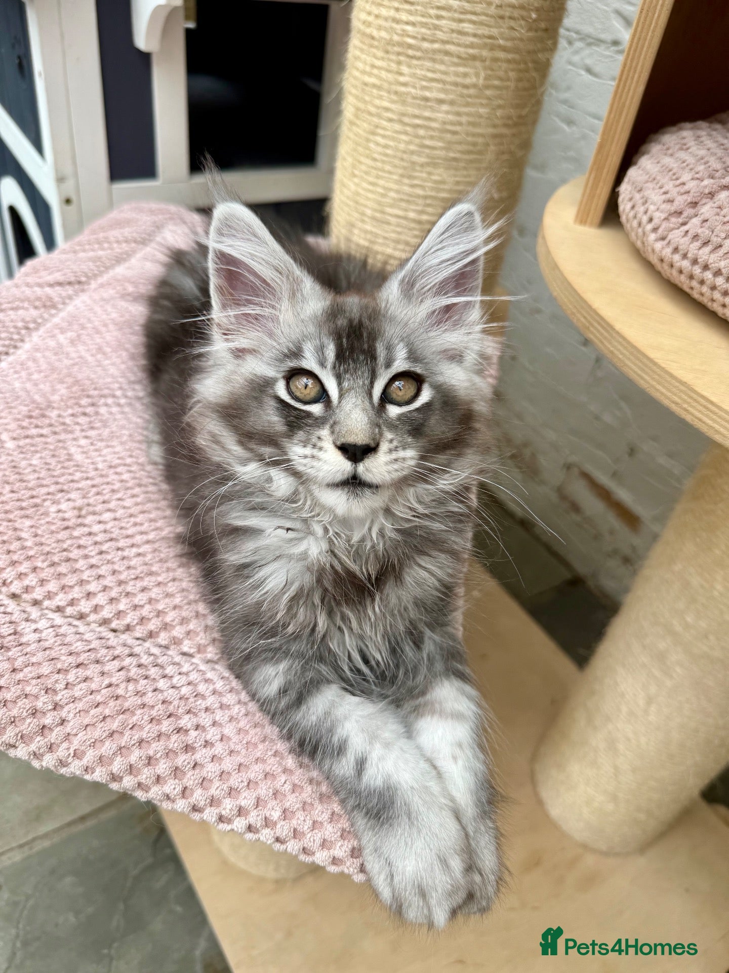 Maine Coon cats TICA pedigree Stunning Maine coon kittens  - Advert 1