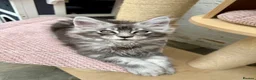 Maine Coon cats for sale: TICA pedigree Stunning Maine coon kittens  - Advert 4