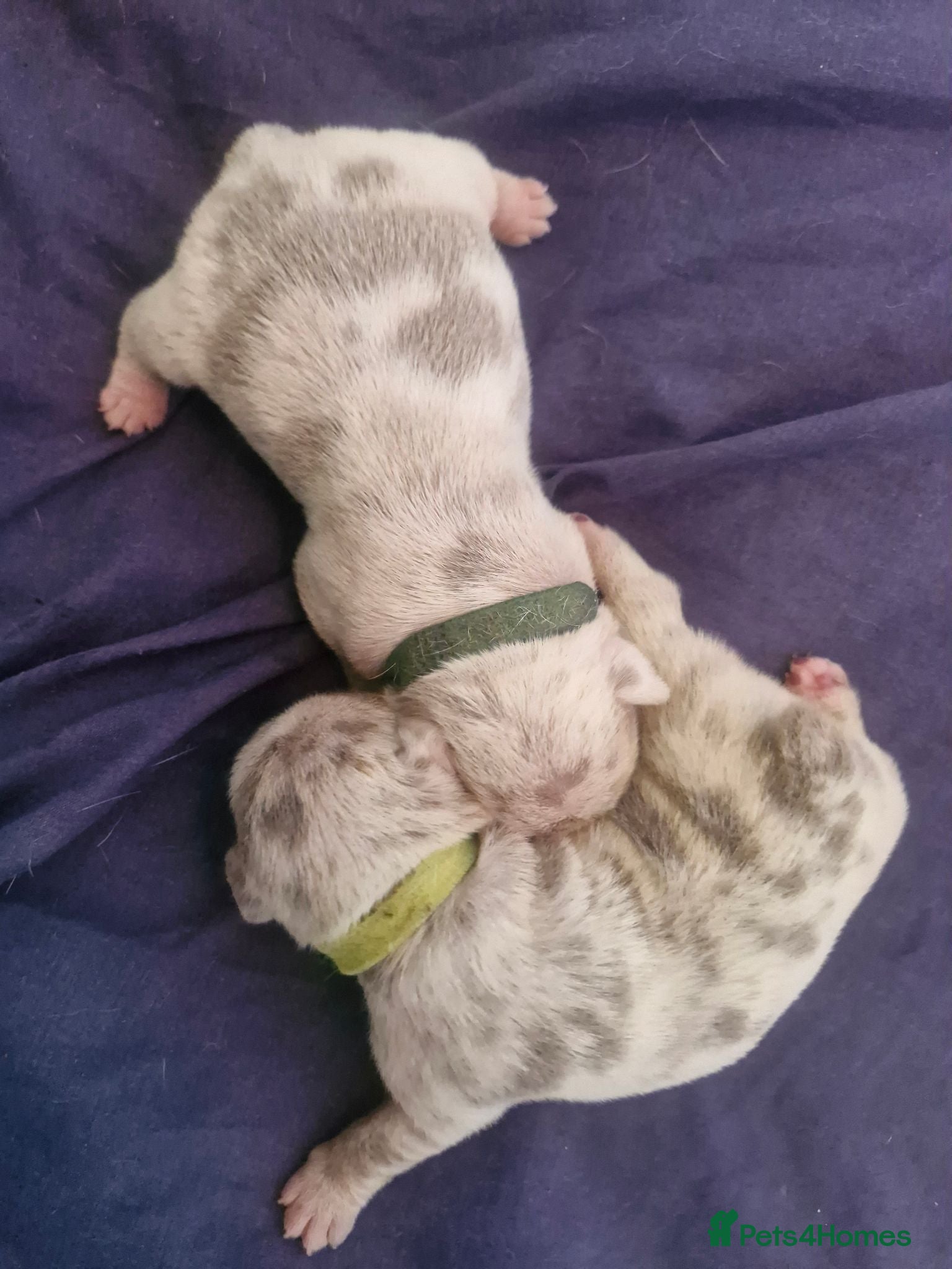 French Bulldog dogs Merle french bulldogs  - Advert 3