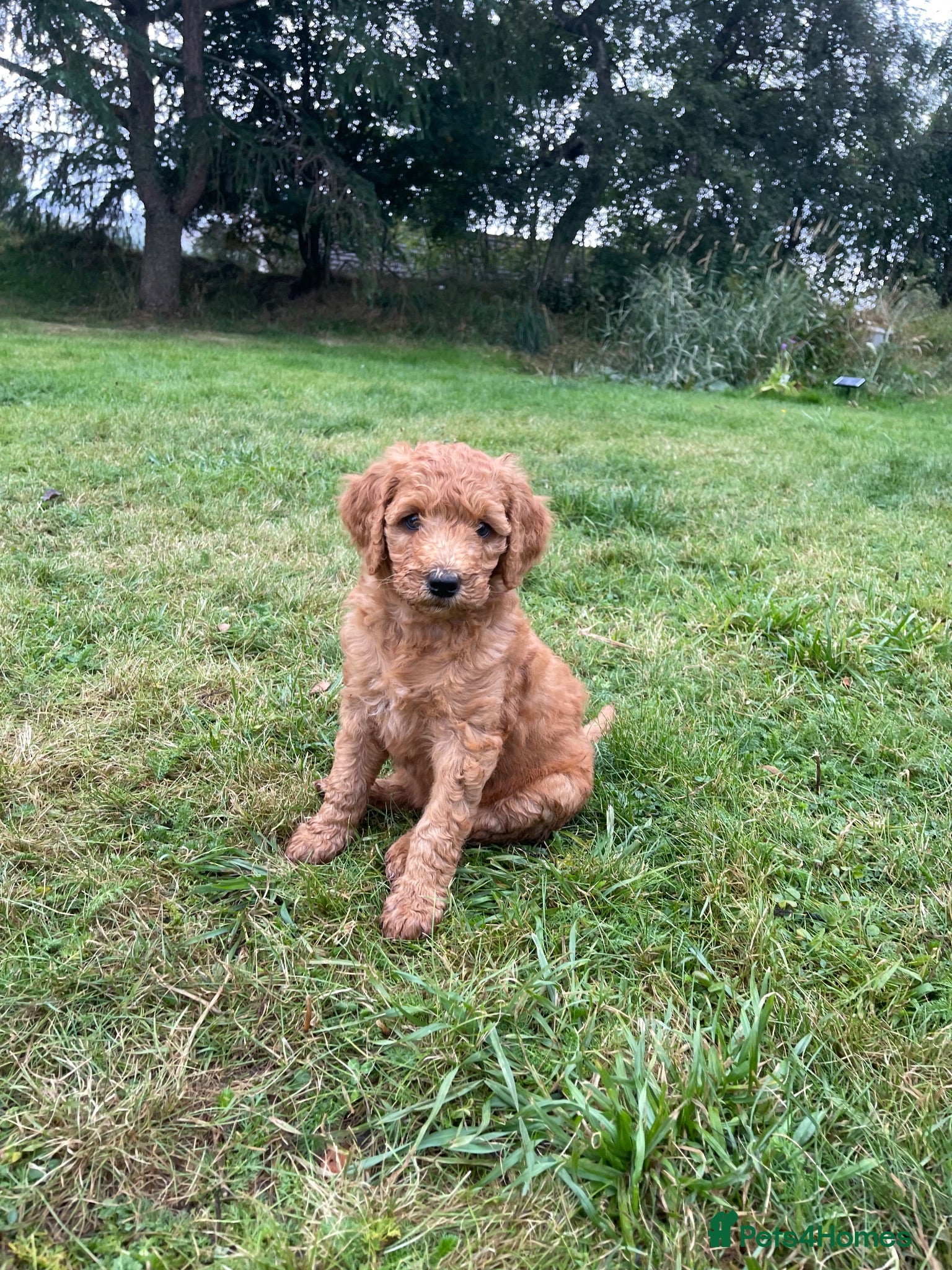Australian Labradoodle dogs Australian Labradoodle puppies - Advert 11