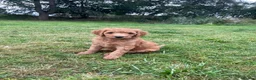Australian Labradoodle dogs for sale: Australian Labradoodle puppies - Advert 3