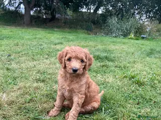 Australian Labradoodle dogs Australian Labradoodle puppies - Advert 4