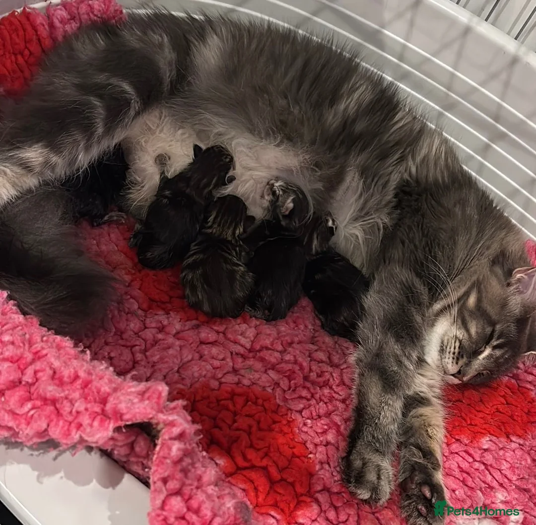 Mixed Breed cats for sale: MAINECOON X BENGAL KITTENS  in Airdrie - Advert 2