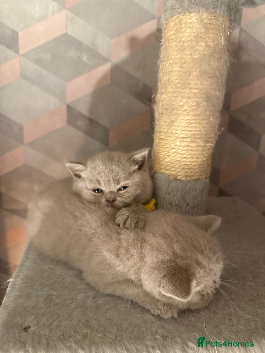 British Shorthair cats for sale: Champion Line British Shorthair Kittens - Image 14