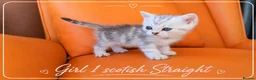 Scottish Fold cats for sale: Scotish Fold Kittens - Advert 11