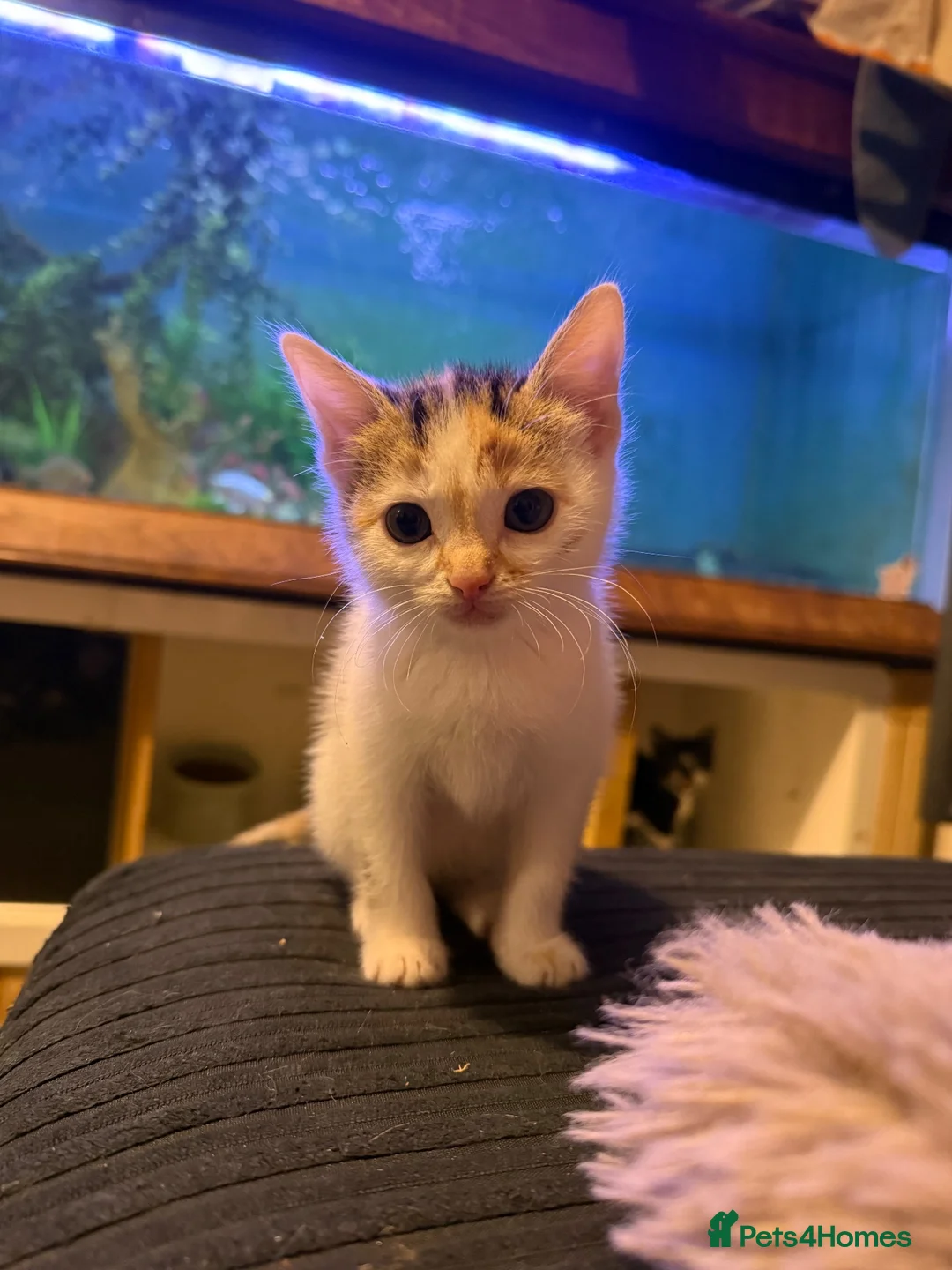 Domestic Shorthair cats for sale: Two beautiful rescue kittens - Advert 1