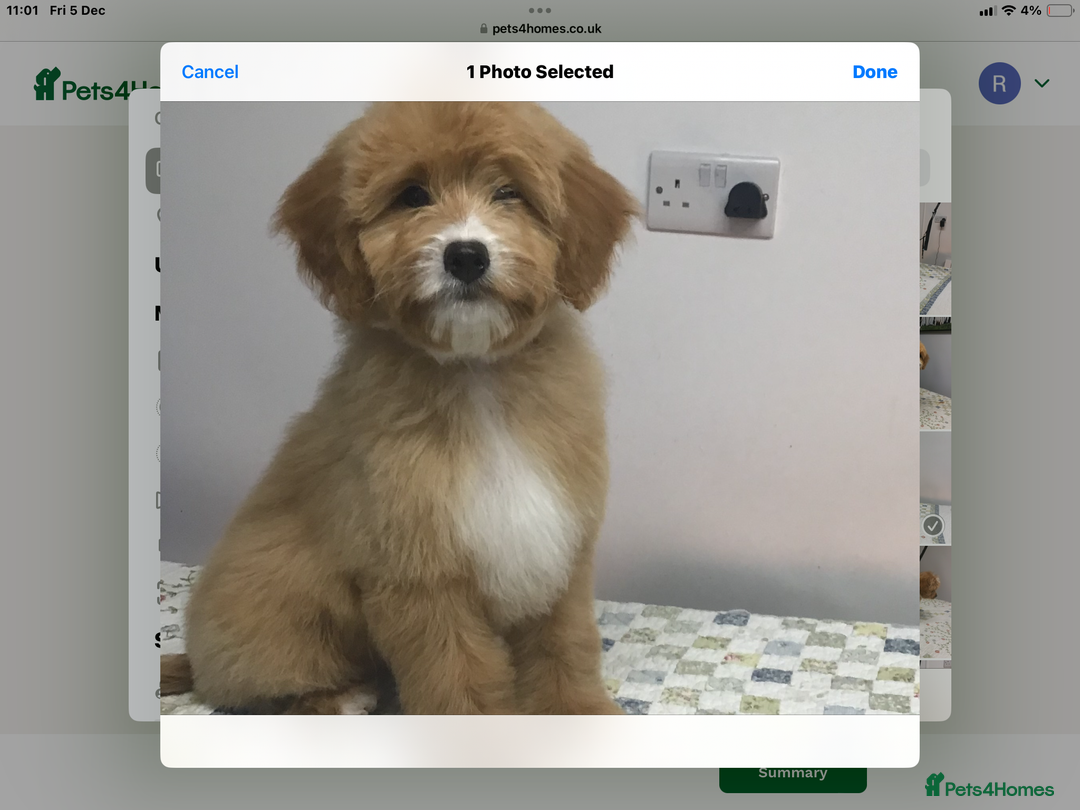 Bernedoodle dogs for sale: Rare Toy bernedoodles  - Advert 1