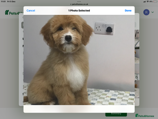 Bernedoodle dogs Rare Toy bernedoodles - Advert 8