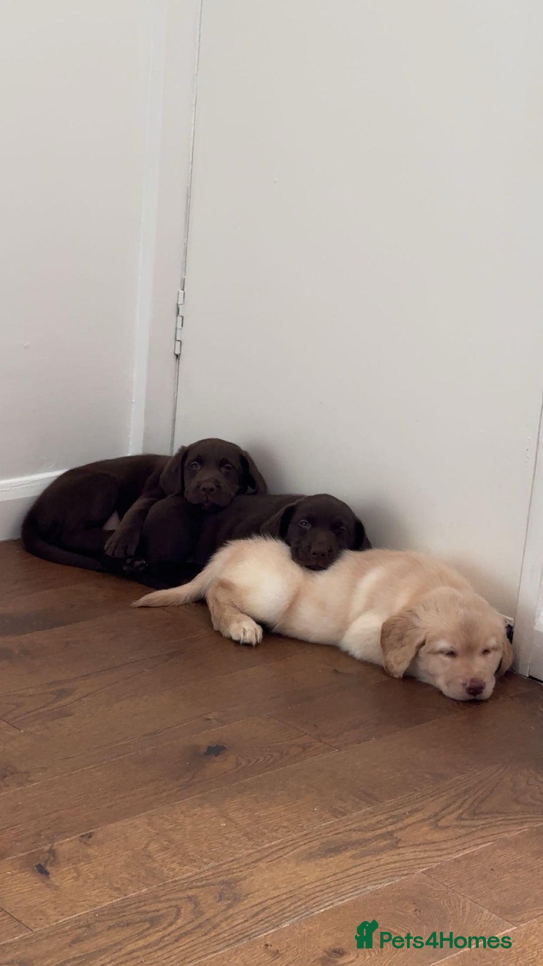 Labrador Retriever dogs for sale:  KC Bloodline Labrador Retriever Puppies  - Advert 3