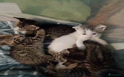 British Shorthair cats for sale: aleta - Image 1