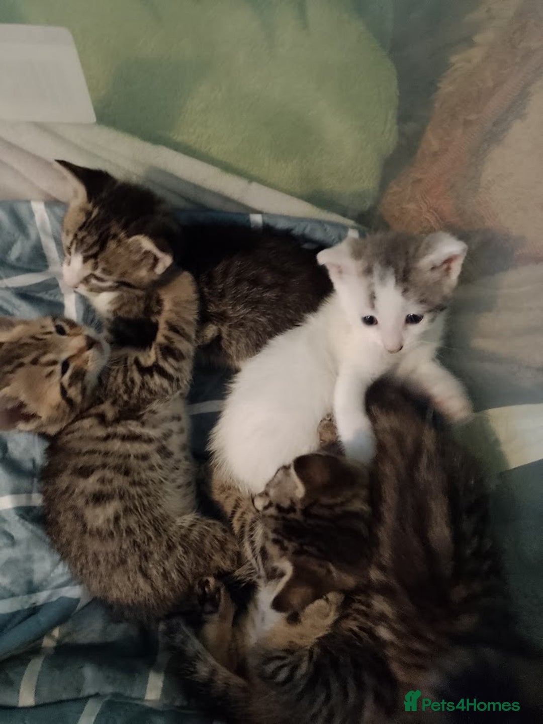British Shorthair cats for sale: aleta - Image 1