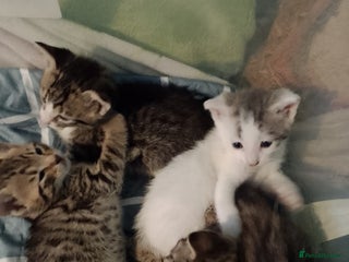 British Shorthair cats - Advert 29