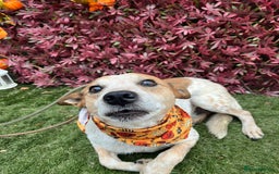 Mixed Breed dogs for adoption: Raffles - Image 8