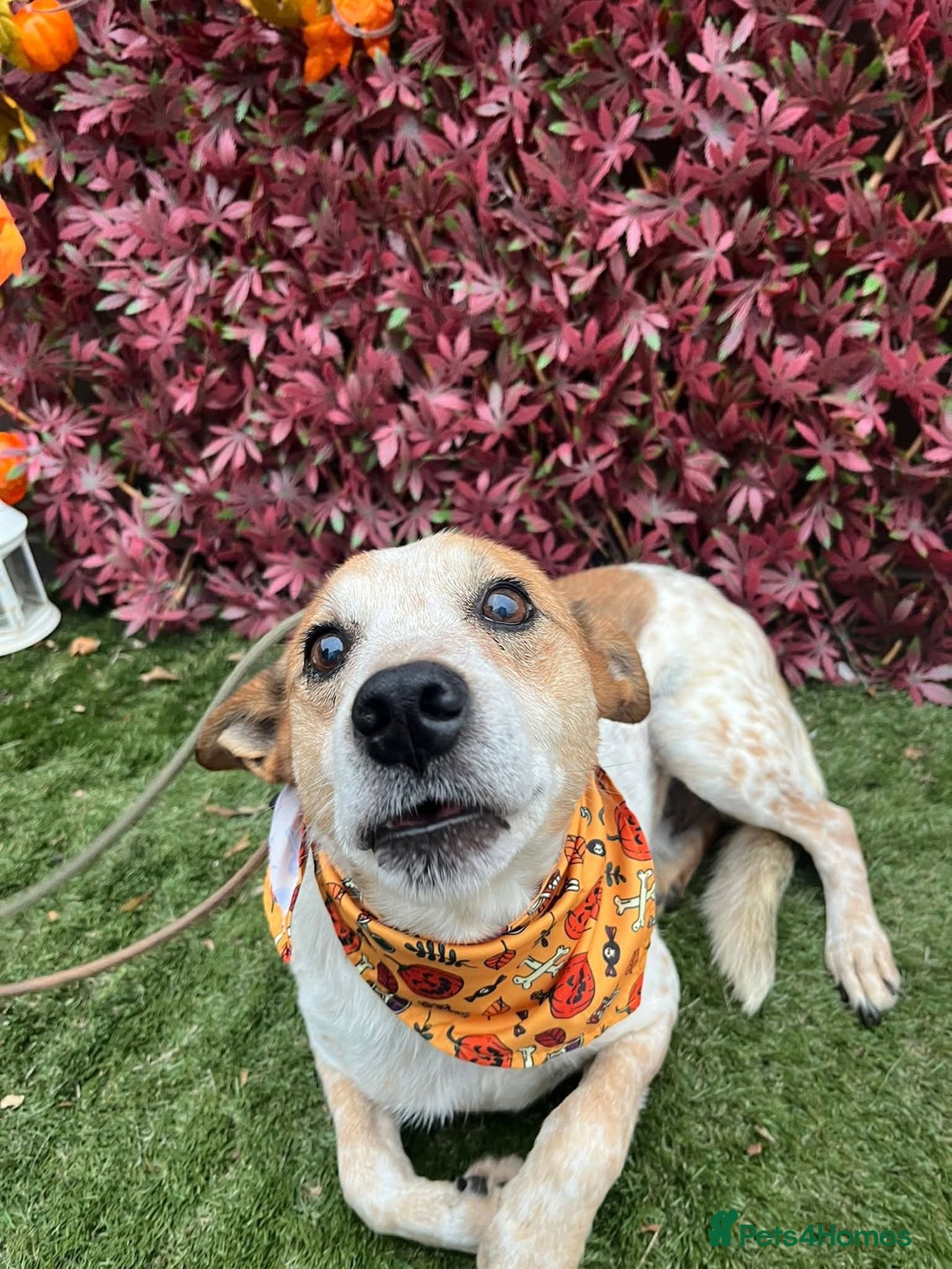 Mixed Breed dogs for adoption: Raffles - Image 8