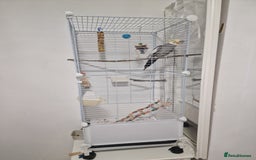 Cockatiels birds for sale: A male cockateil with a cage.NOT TAMED. - Image 1