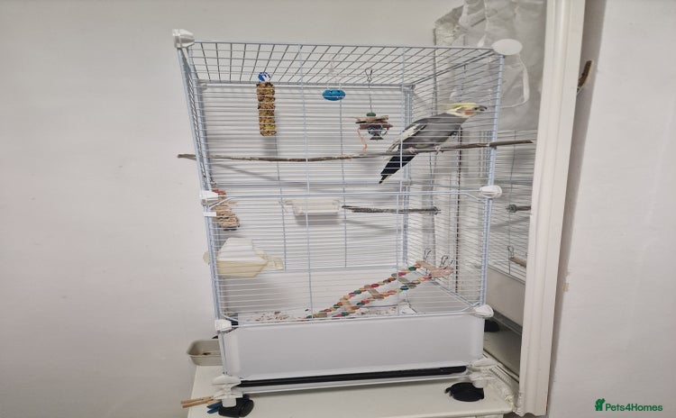 Cockatiels birds - Advert 1