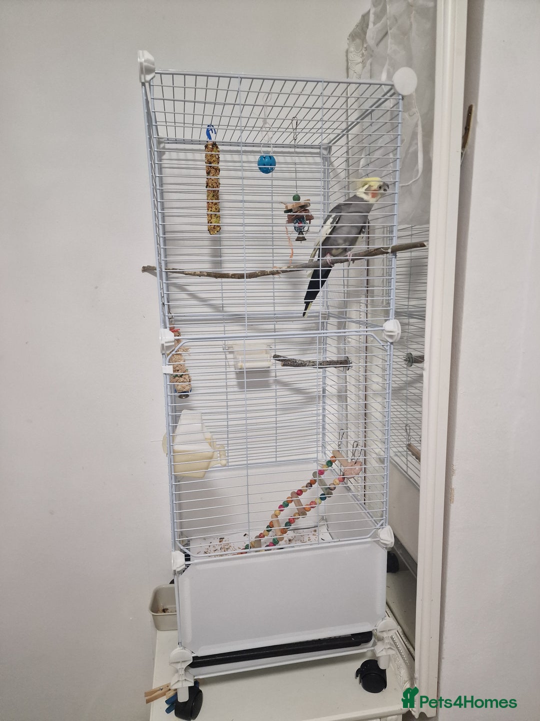 Cockatiels birds for sale: A male cockateil with a cage.NOT TAMED. - Image 1