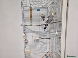 Cockatiels birds - Advert 1