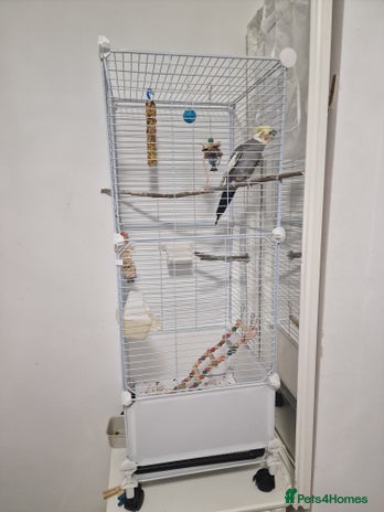 Cockatiels birds - Advert 1