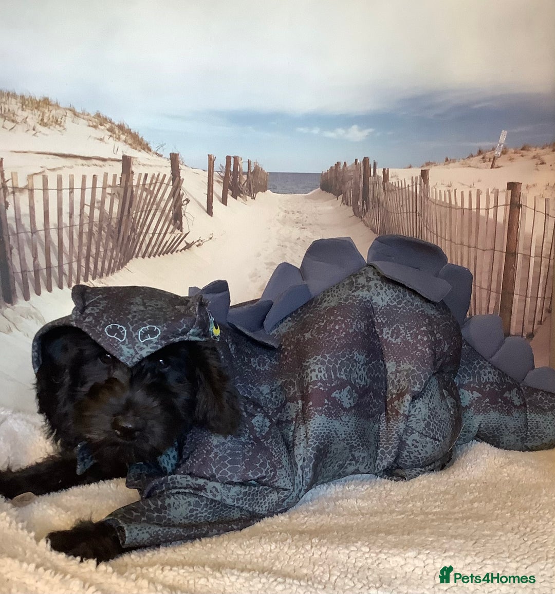 Mixed Breed dogs for sale: Ready now for their 5* homes - Image 19