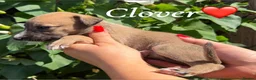 Lurcher dogs for sale: Beautiful Bedlington Whippet Puppies 🐾 - Advert 12