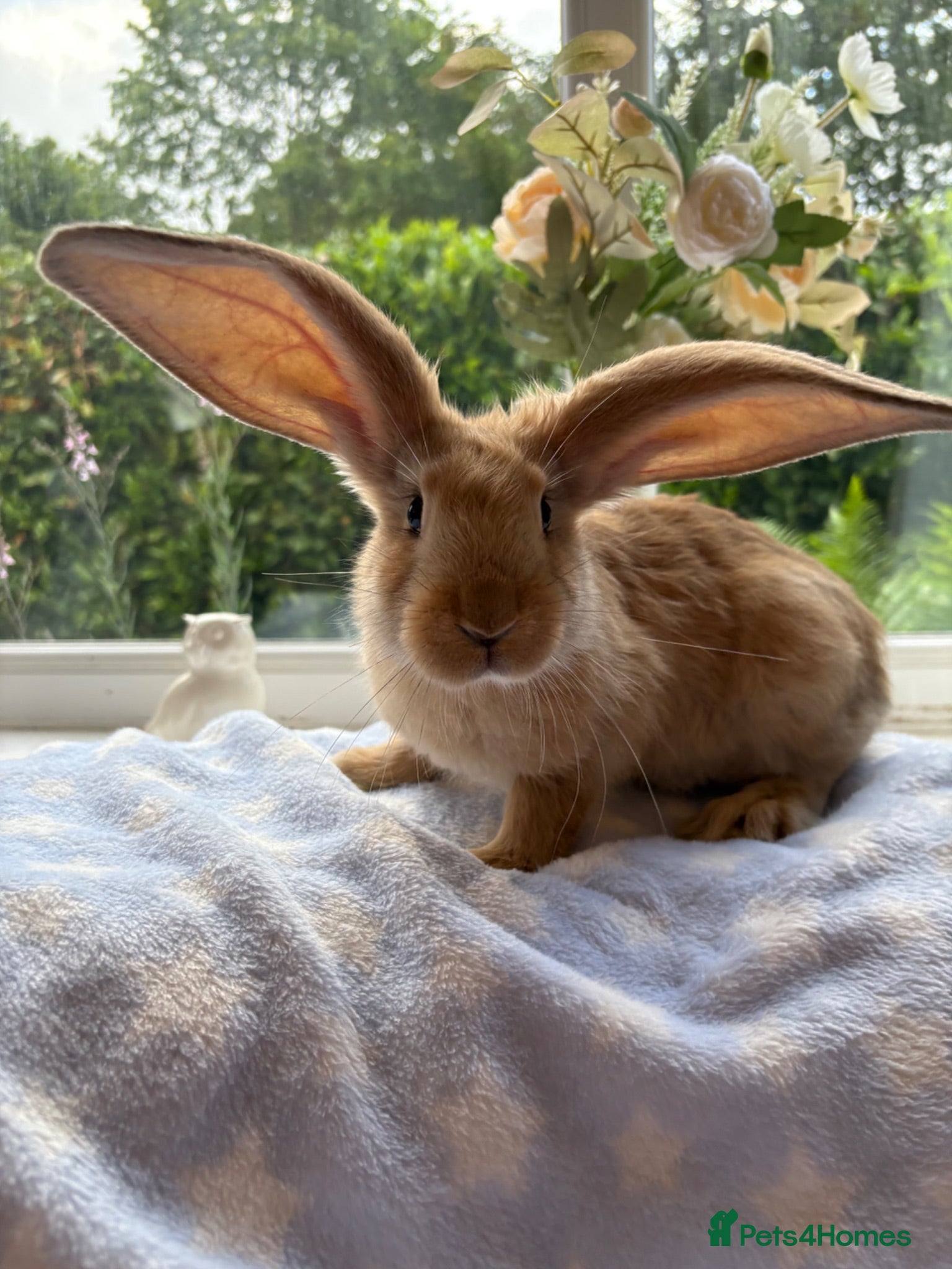 Continental Giant rabbits Continental Giant baby bunnies  - Advert 2
