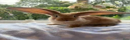 Continental Giant rabbits for sale: Continental Giant baby bunnies  - Advert 2