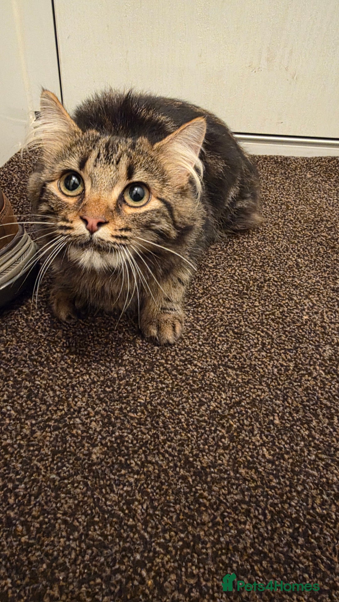 Maine Coon cats for sale: Maine Coone - Image 3