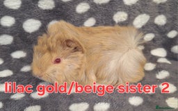 Guinea Pig rodents for sale: Adult and baby girl guinea pigs - Image 6