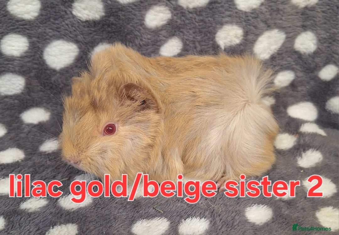 Guinea Pig rodents for sale: Adult and baby girl guinea pigs - Image 6